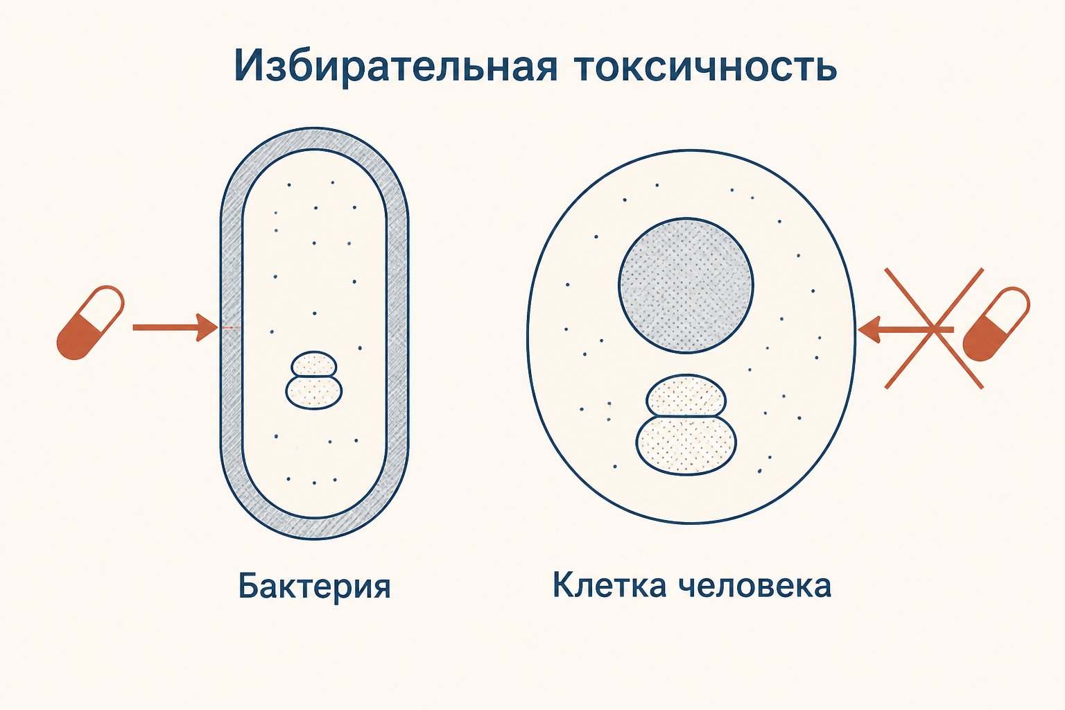 Схема избирательной токсичности: препарат связывается со структурой бактериальной клетки, у клетки человека такой мишени нет