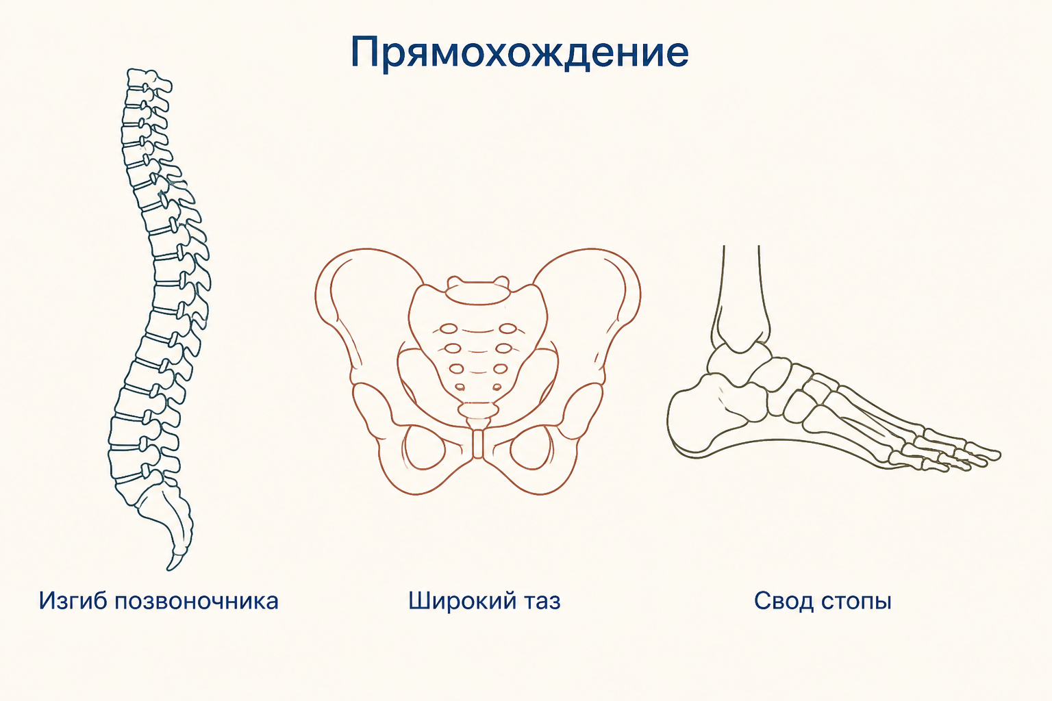 Три признака прямохождения на схеме: S-образный изгиб позвоночника, широкий низкий таз и сводчатая стопа с приведённым большим пальцем