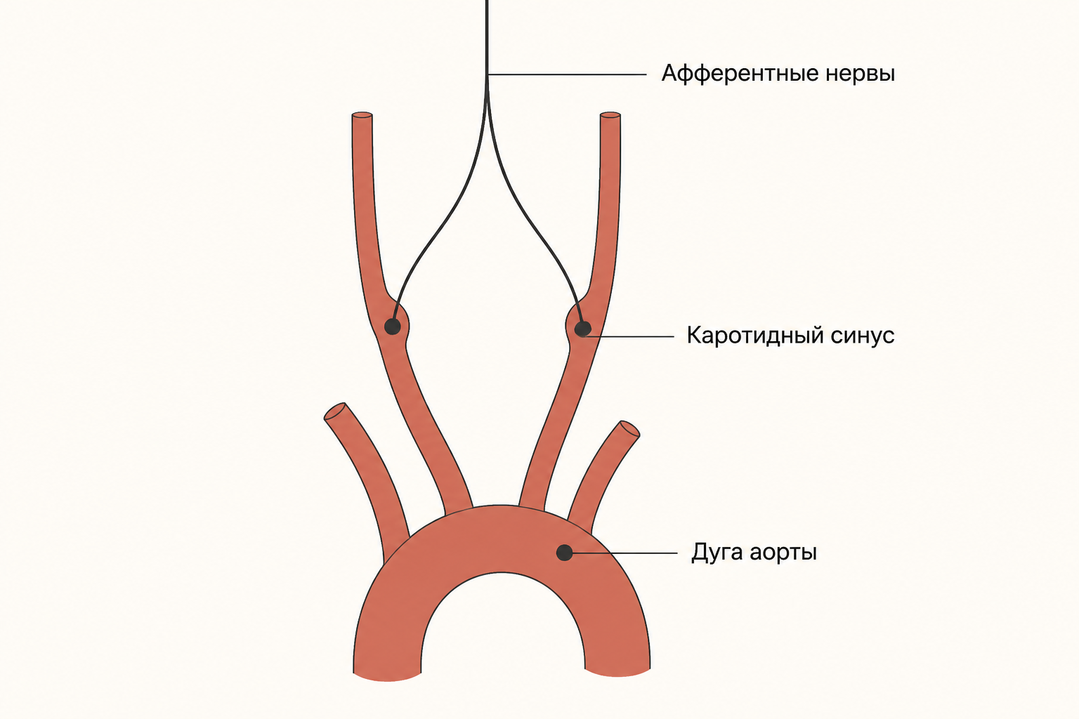 Схема рефлексогенных зон: каротидный синус и дуга аорты с отходящими афферентными нервами
