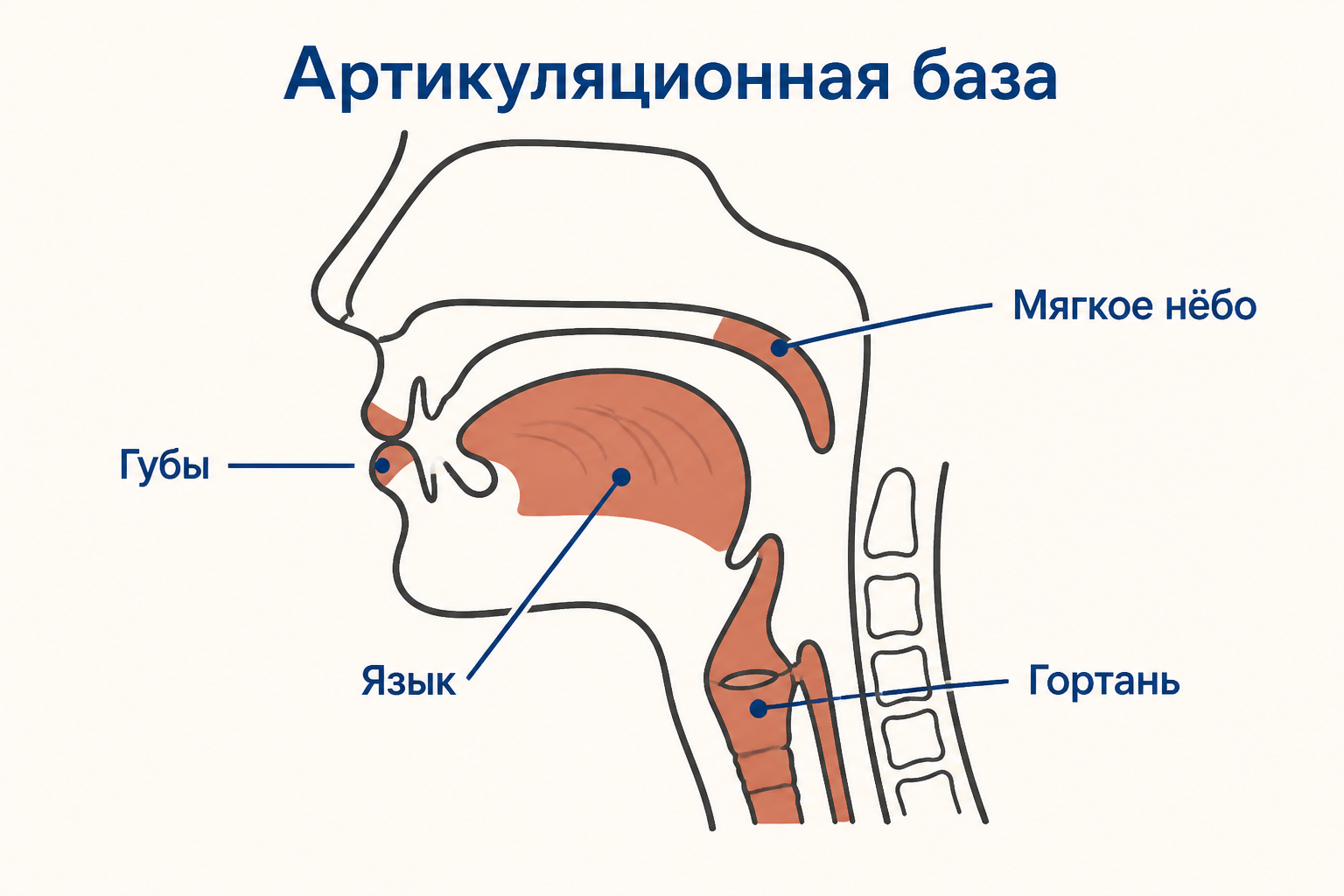 Схема речевого аппарата: язык, губы, мягкое нёбо и гортань как элементы артикуляционной базы