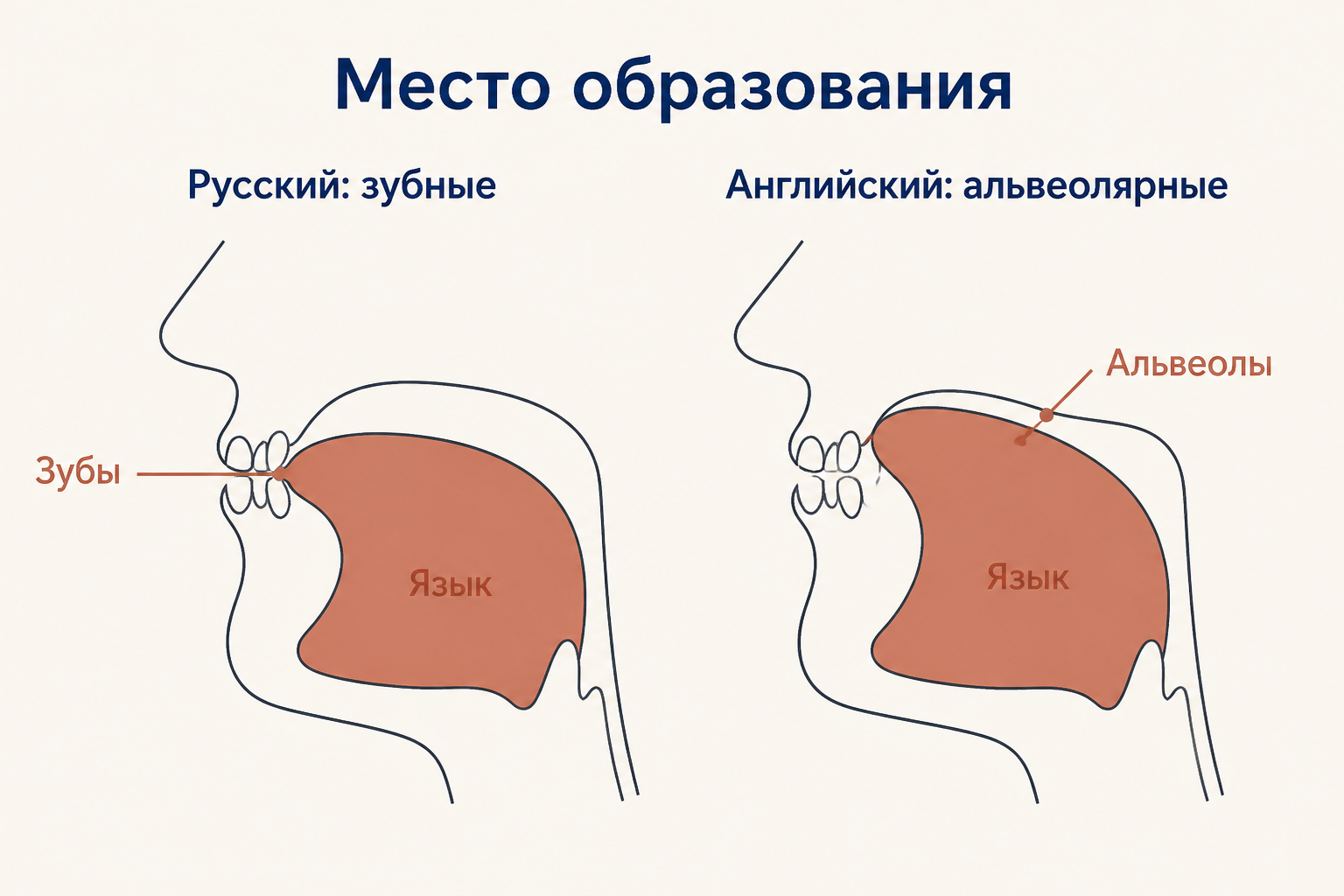 Сравнение двух укладов: зубной русский согласный и альвеолярный английский, с направлением движения языка и округлением губ