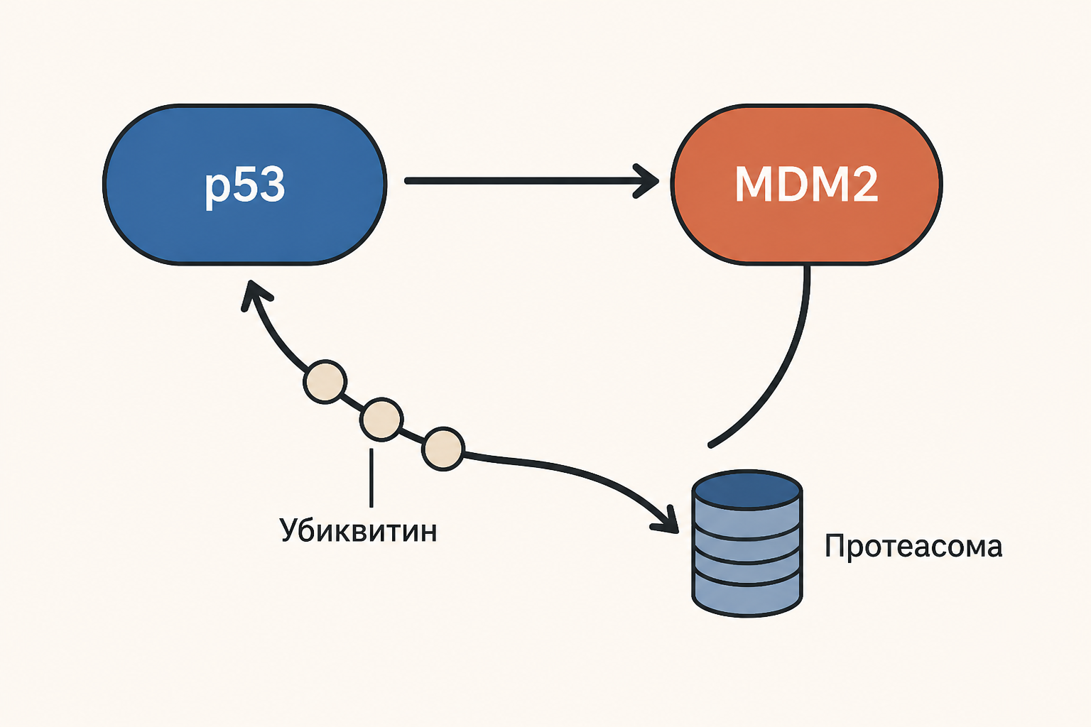 Схема отрицательной обратной связи: p53 активирует MDM2, а MDM2 метит p53 убиквитином и направляет к протеасоме