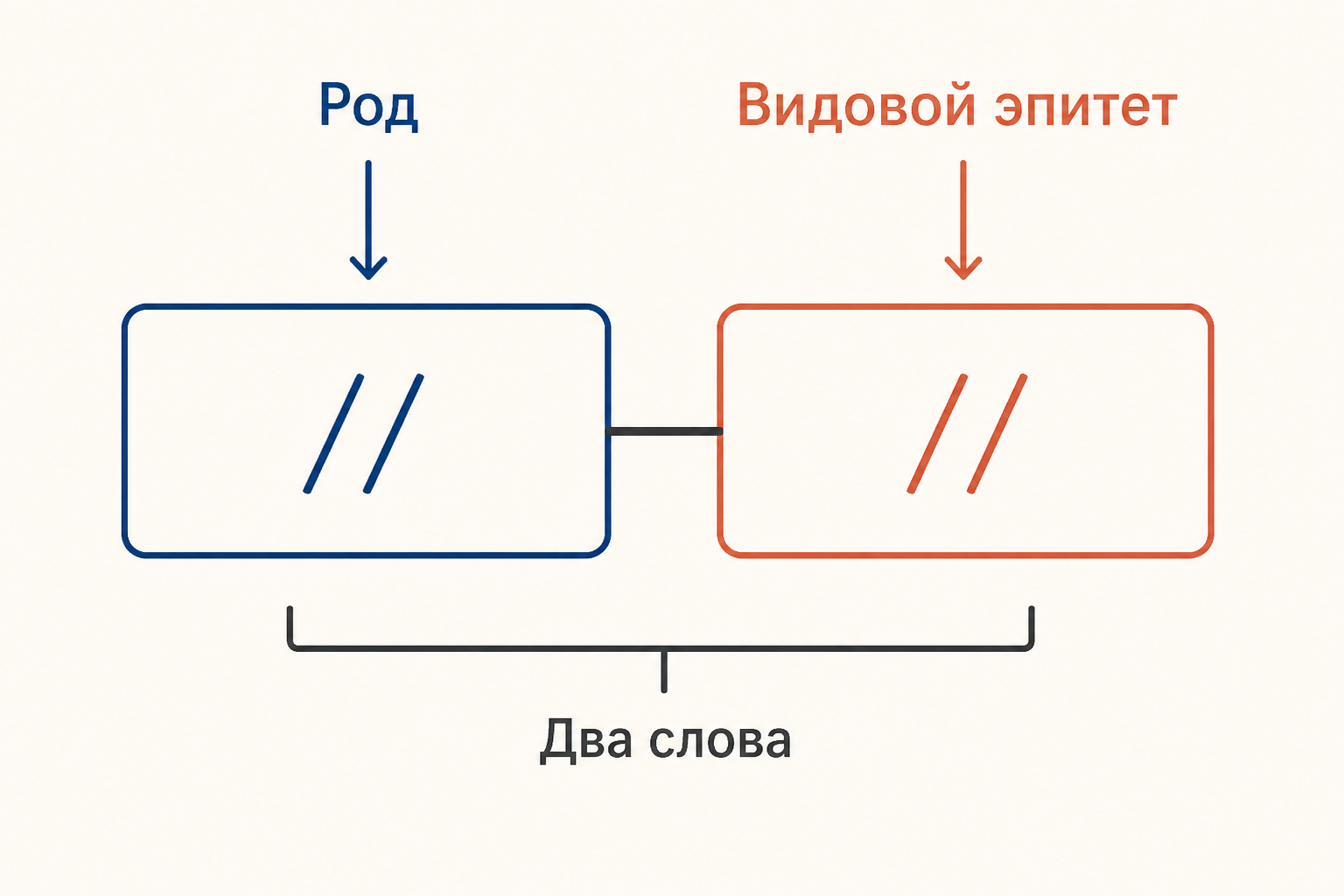 Схема биномиального имени с выделенными частями рода и видового эпитета