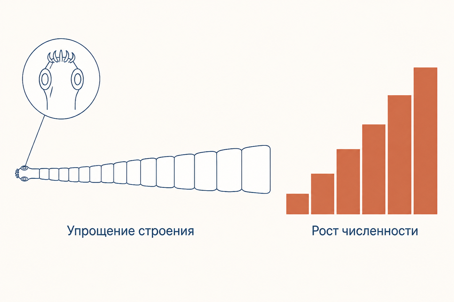 Ленточный червь: упрощение строения при росте численности и расширении круга хозяев