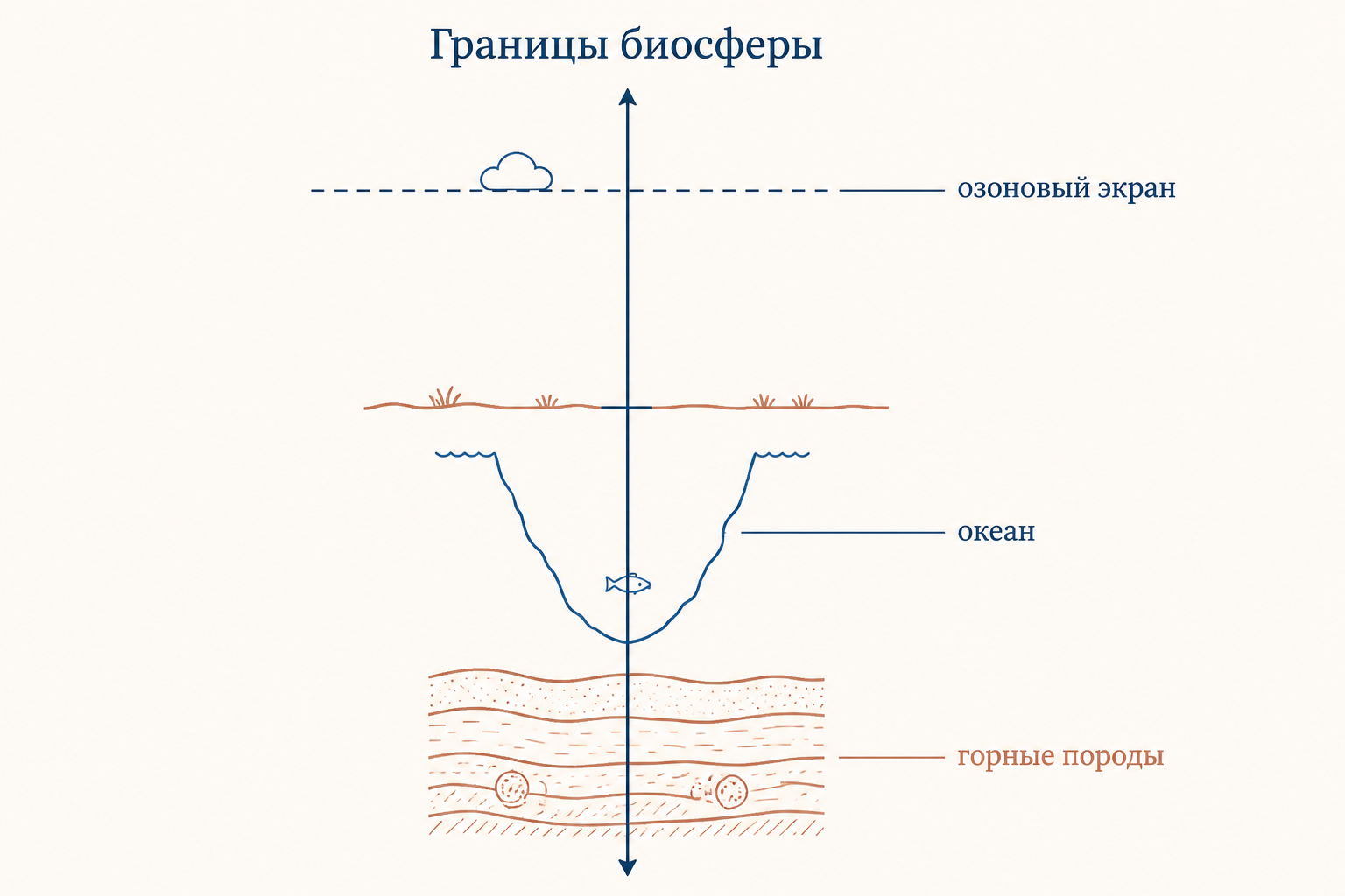 Вертикальная схема границ биосферы: сверху жизнь ограничена озоновым экраном, вниз она уходит через всю толщу океана и продолжается в горных породах, где предел ставит температура.