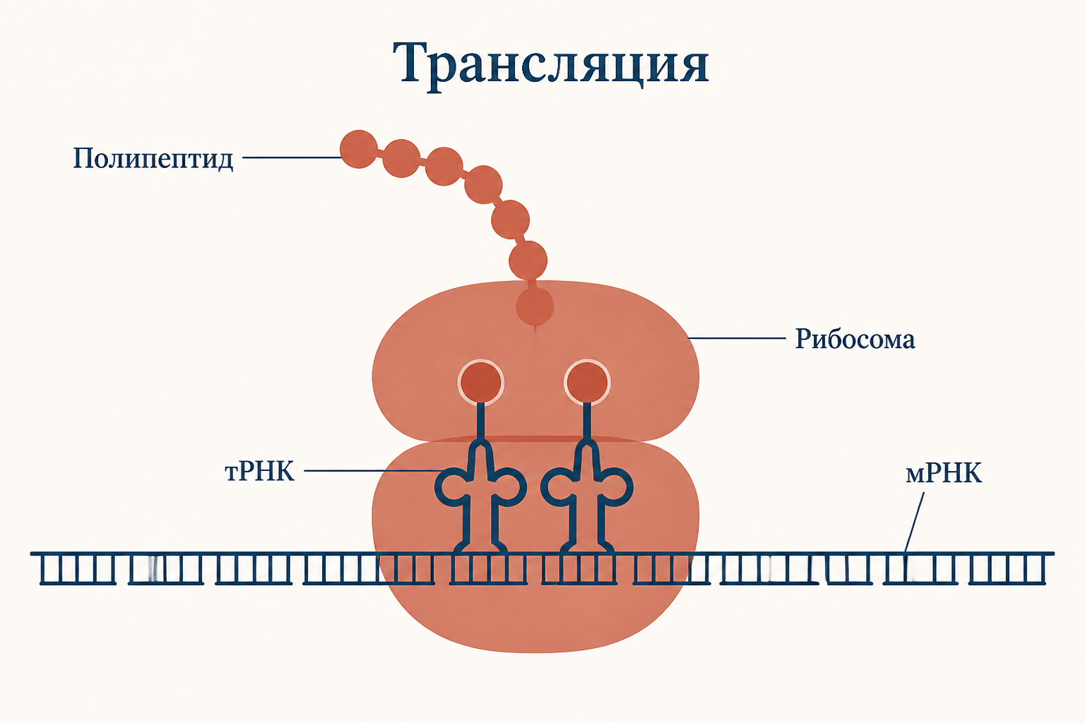 Трансляция на рибосоме: тРНК с антикодоном приносит аминокислоту, рибосома движется по мРНК и наращивает полипептид