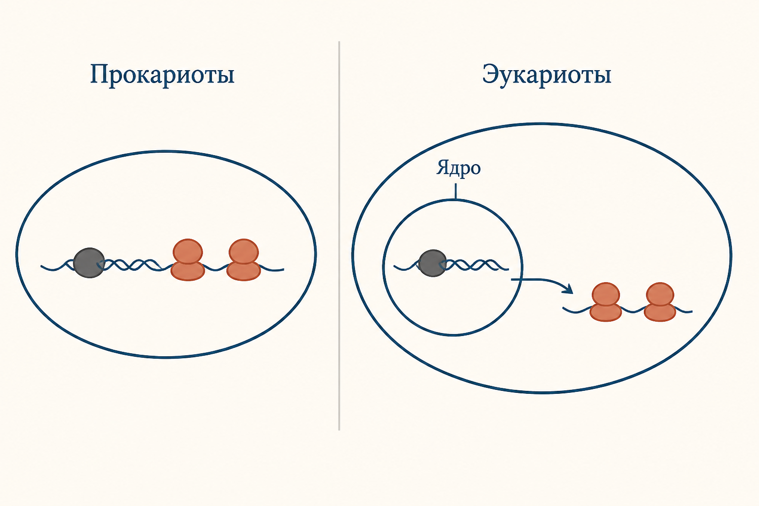 Сравнение прокариот и эукариот: у бактерий транскрипция и трансляция идут вместе в цитоплазме, у эукариот разделены ядерной оболочкой