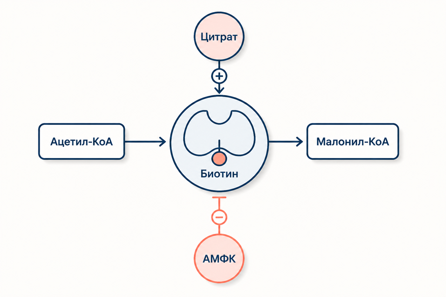 Ацетил-КоА-карбоксилаза с биотином производит малонил-КоА; цитрат активирует, АМФК тормозит