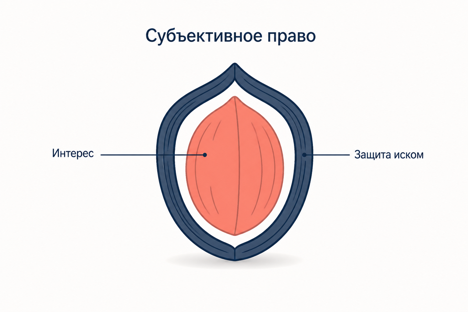 Разрез ореха как модель субъективного права: коралловое ядро с подписью интерес внутри тёмной защитной оболочки с подписью защита иском