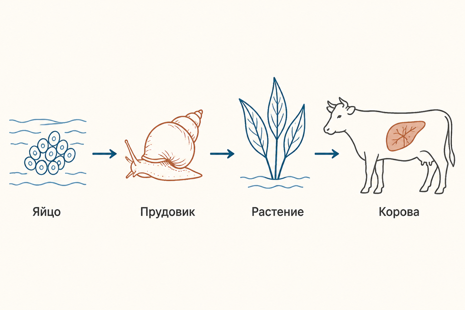 Схема жизненного цикла: яйца в воде, моллюск, водное растение и корова как окончательный хозяин