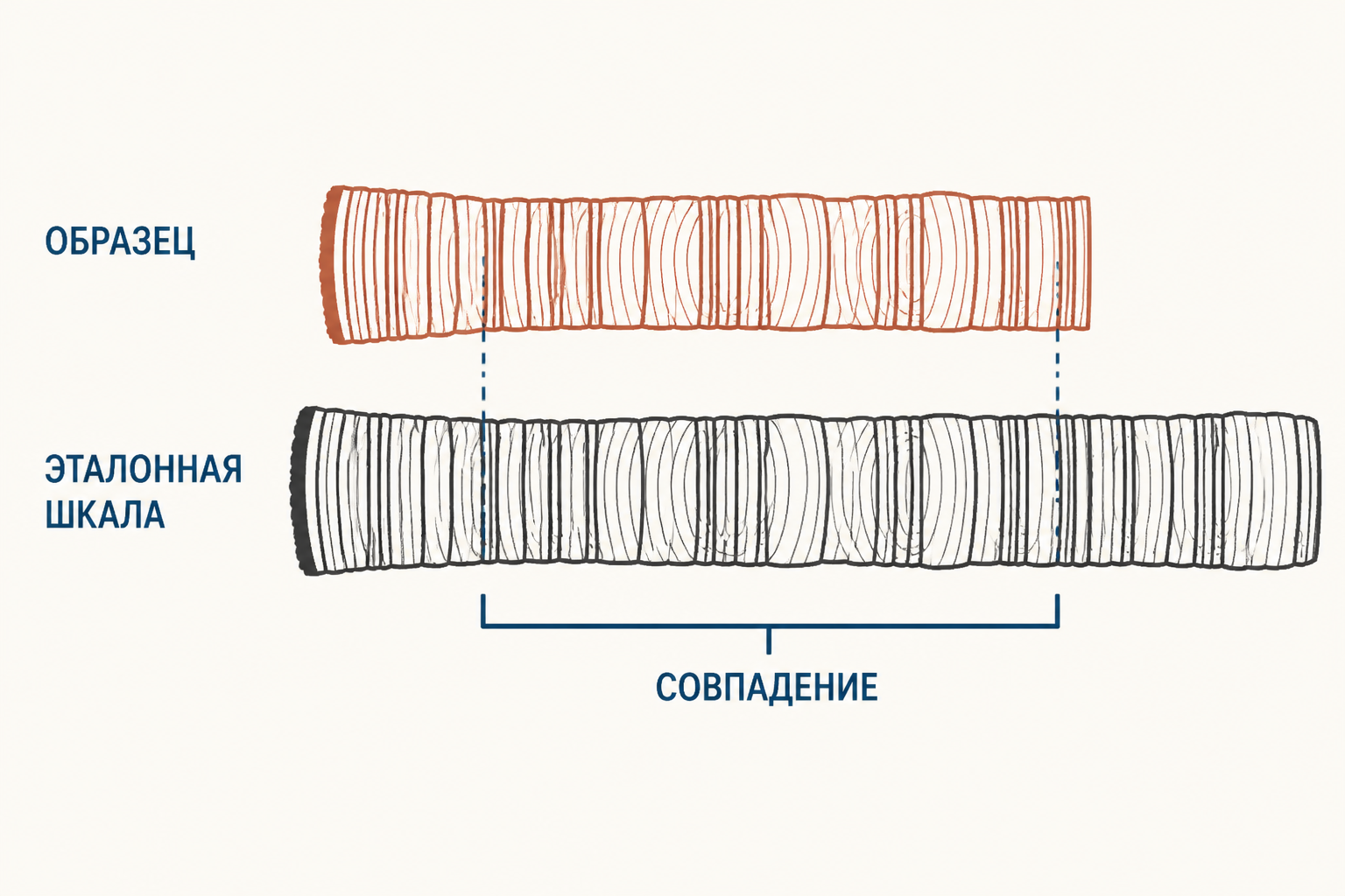 Перекрёстная датировка: совпадение последовательностей узких и широких годичных колец