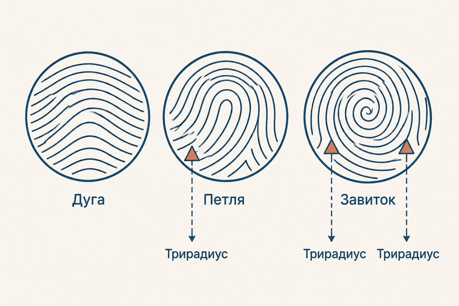 Схема: Дуга, Петля, Завиток, Трирадиус