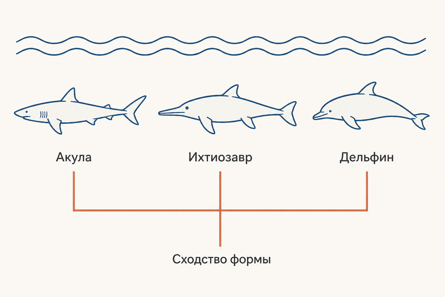 Сравнение сходной обтекаемой формы у акулы, ихтиозавра и дельфина без утверждения об их близком родстве