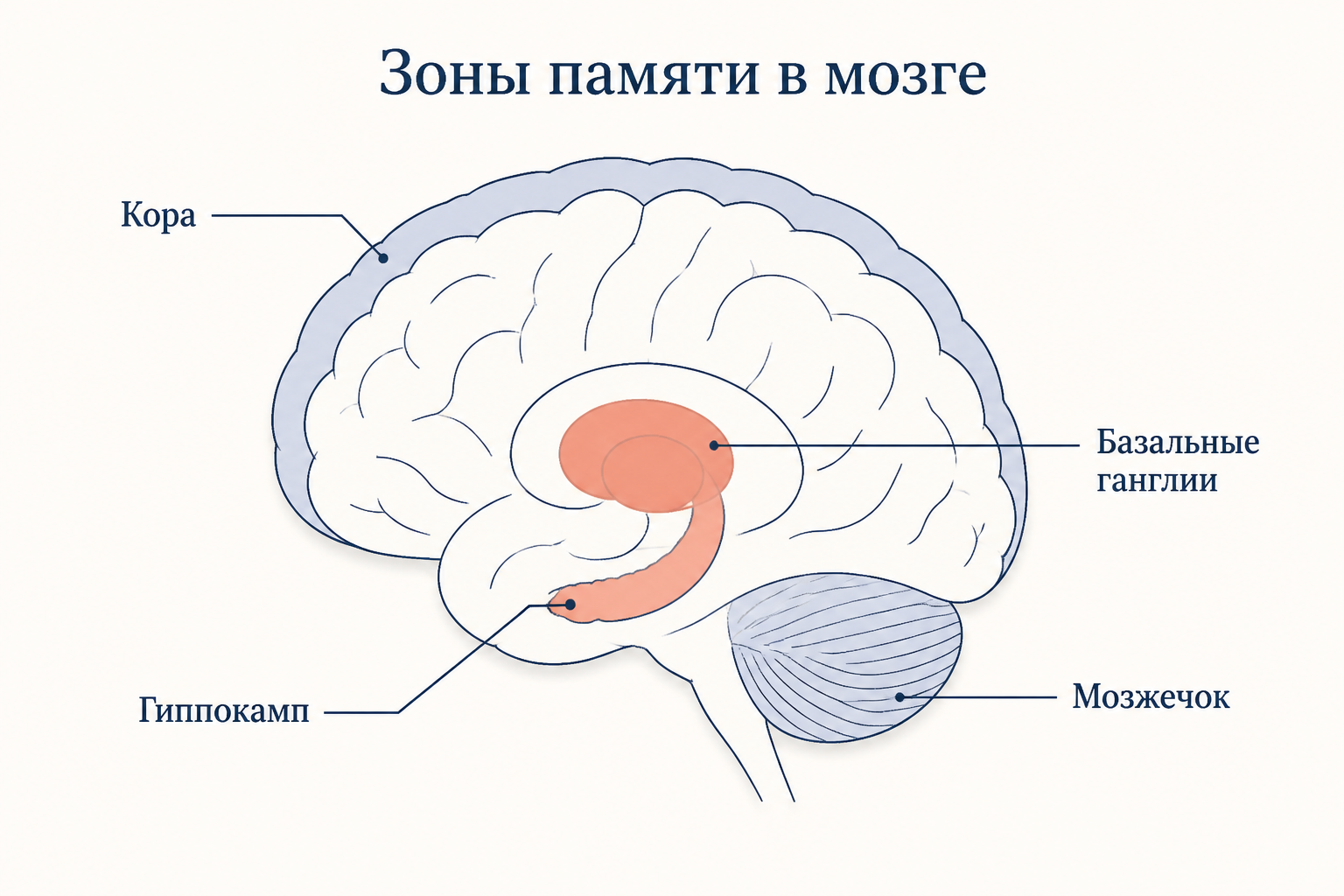 Схема мозга с зонами разных видов памяти: гиппокамп, кора, базальные ганглии и мозжечок