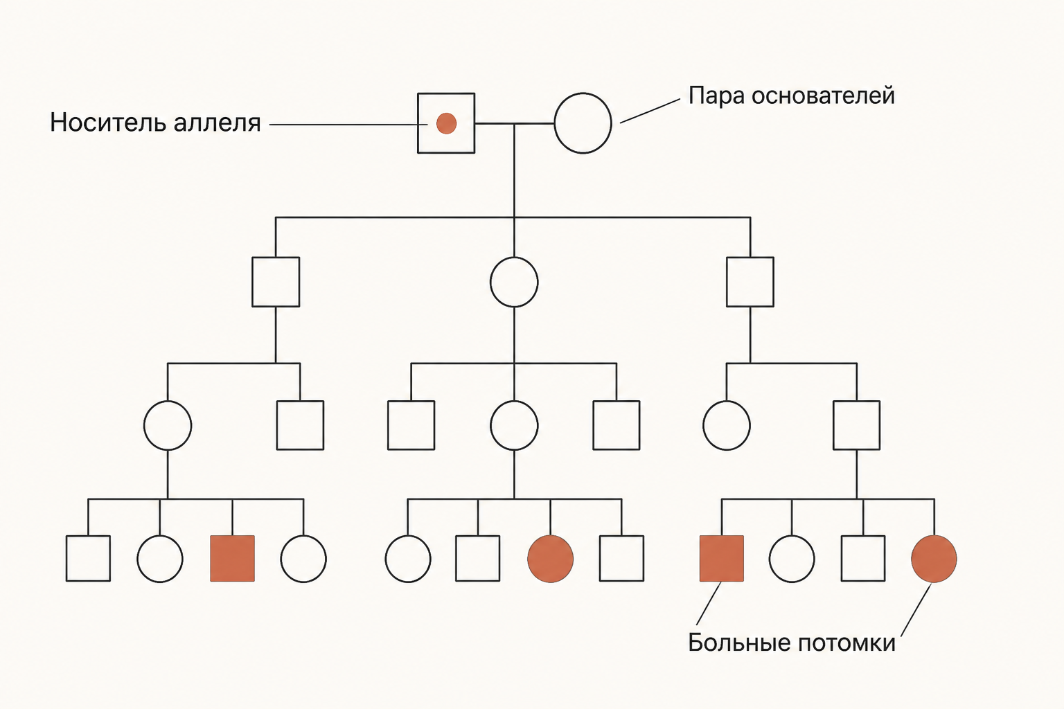 Родословная изолята: у одного из основателей редкий аллель, через три поколения среди потомков появляются больные