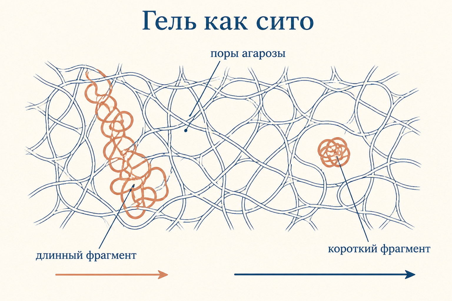 Сетка агарозы работает как сито: короткий фрагмент проходит через поры почти без задержки, длинный протискивается медленно
