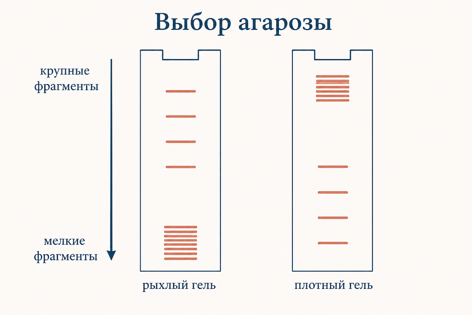 Рыхлый гель разводит крупные фрагменты, плотный гель разводит мелкие