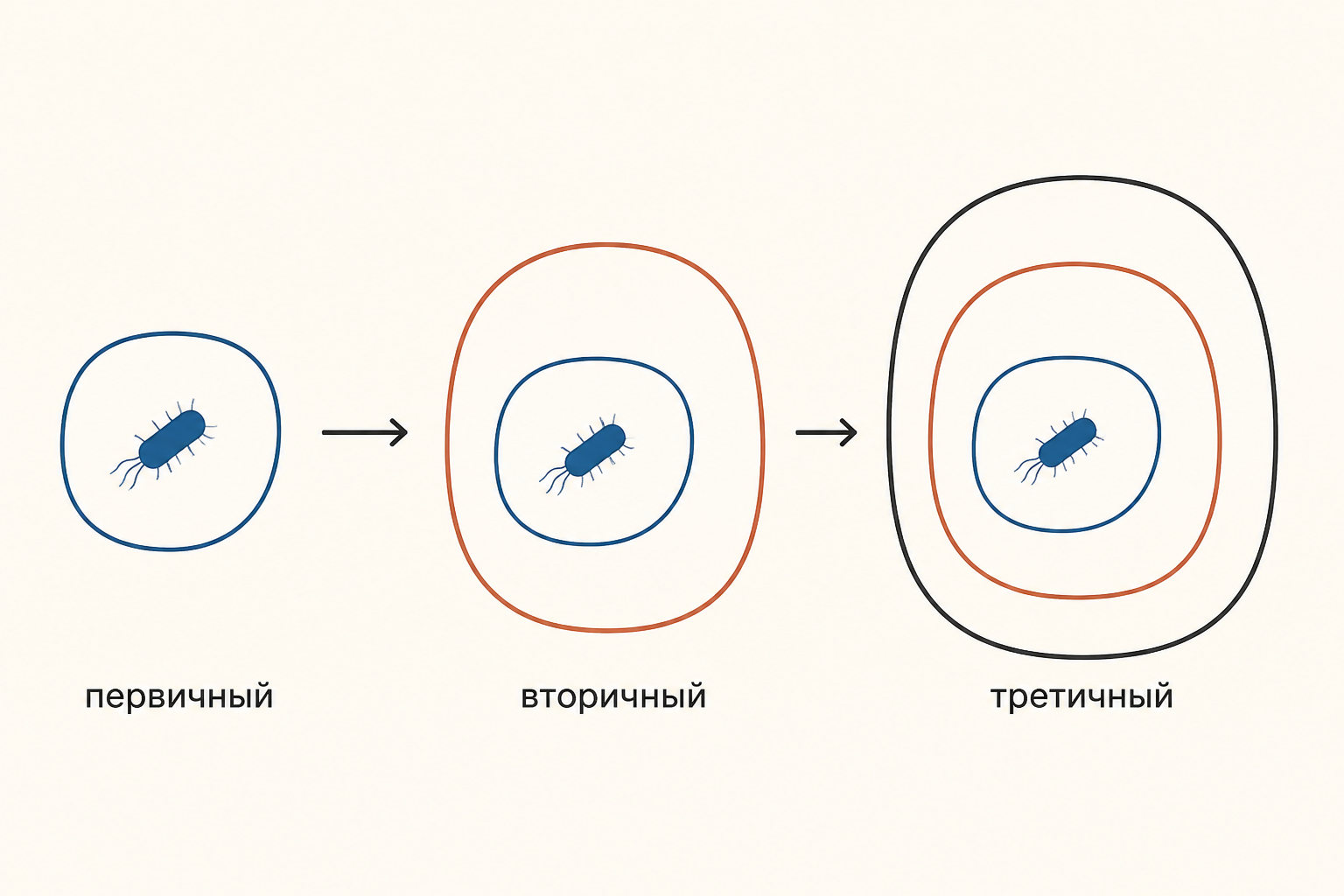Три круга эндосимбиоза: бактерия внутри клетки, затем эта клетка внутри второй, затем внутри третьей, как матрёшка