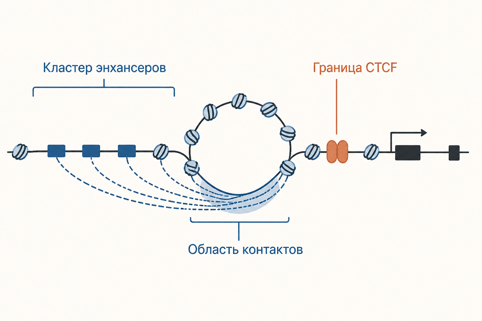 Активные энхансеры объединяются в кластер, а граница CTCF ограничивает область контактов