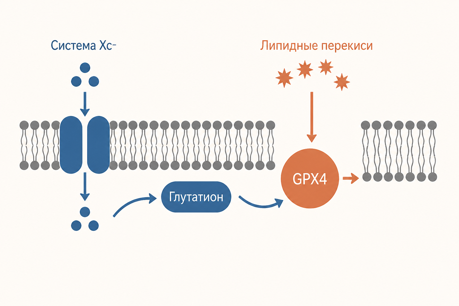 Схема баланса между липидными перекисями и защитой GPX4