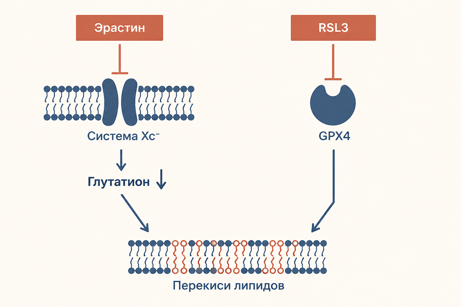 Два экспериментальных пути к ферроптозу: эрастин блокирует систему Xc−, RSL3 напрямую подавляет GPX4