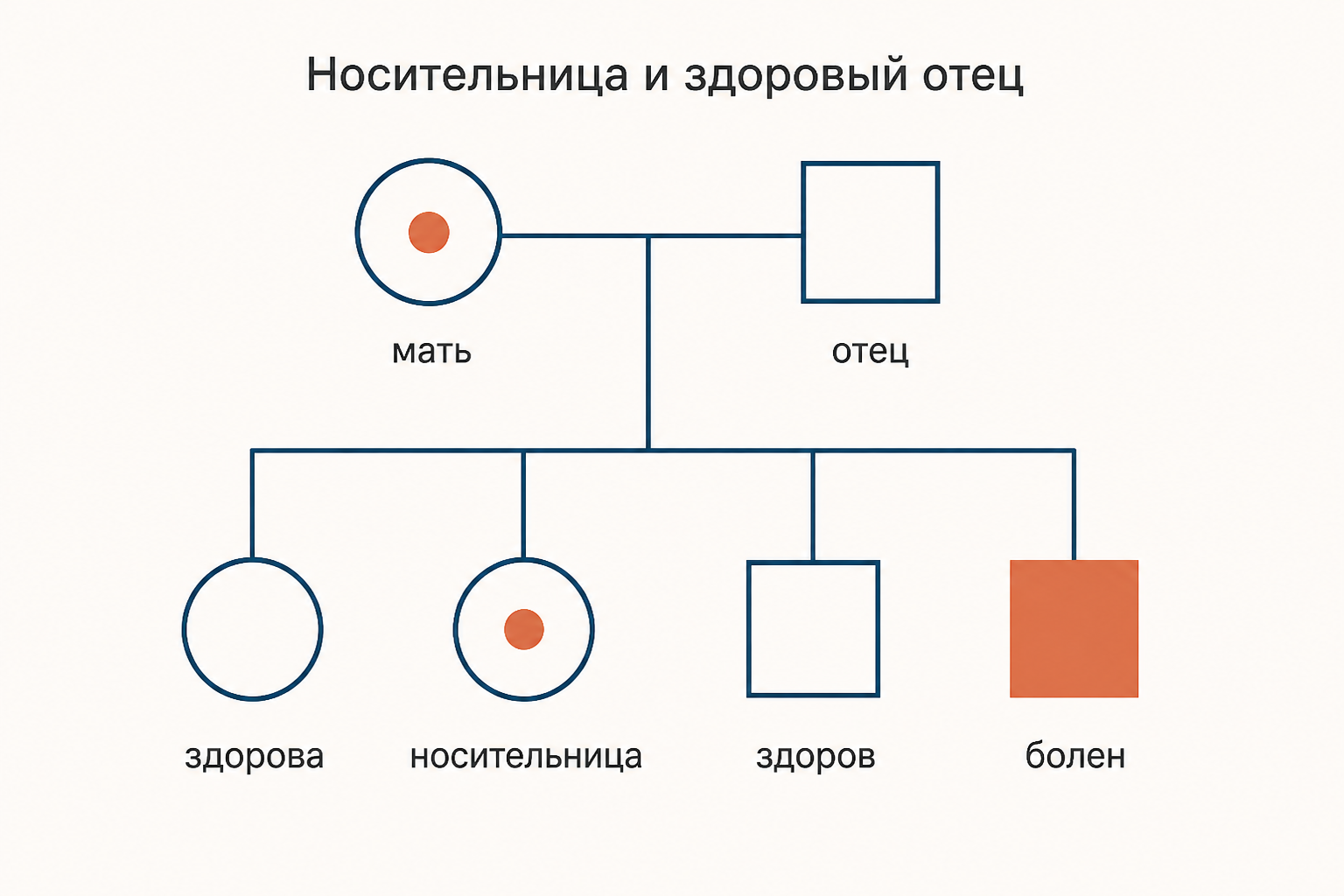 Скрещивание женщины носительницы и здорового мужчины: четыре варианта потомства