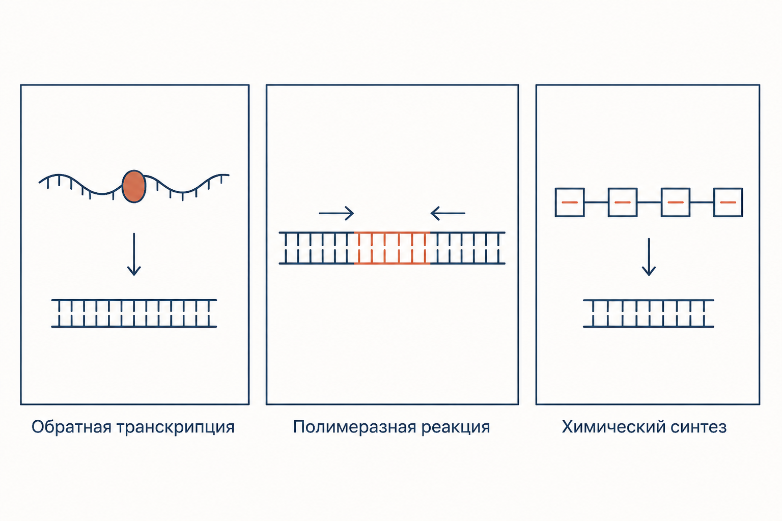 Три способа получить целевой ген: обратная транскрипция с матричной РНК, полимеразная цепная реакция и химический синтез