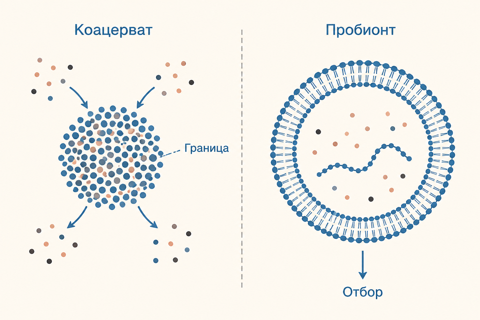 Сравнение коацервата как капли-концентратора и пробионта с более устойчивой границей