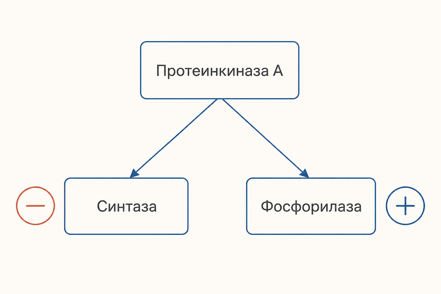 Реципрокная регуляция: протеинкиназа А выключает гликогенсинтазу и включает гликогенфосфорилазу