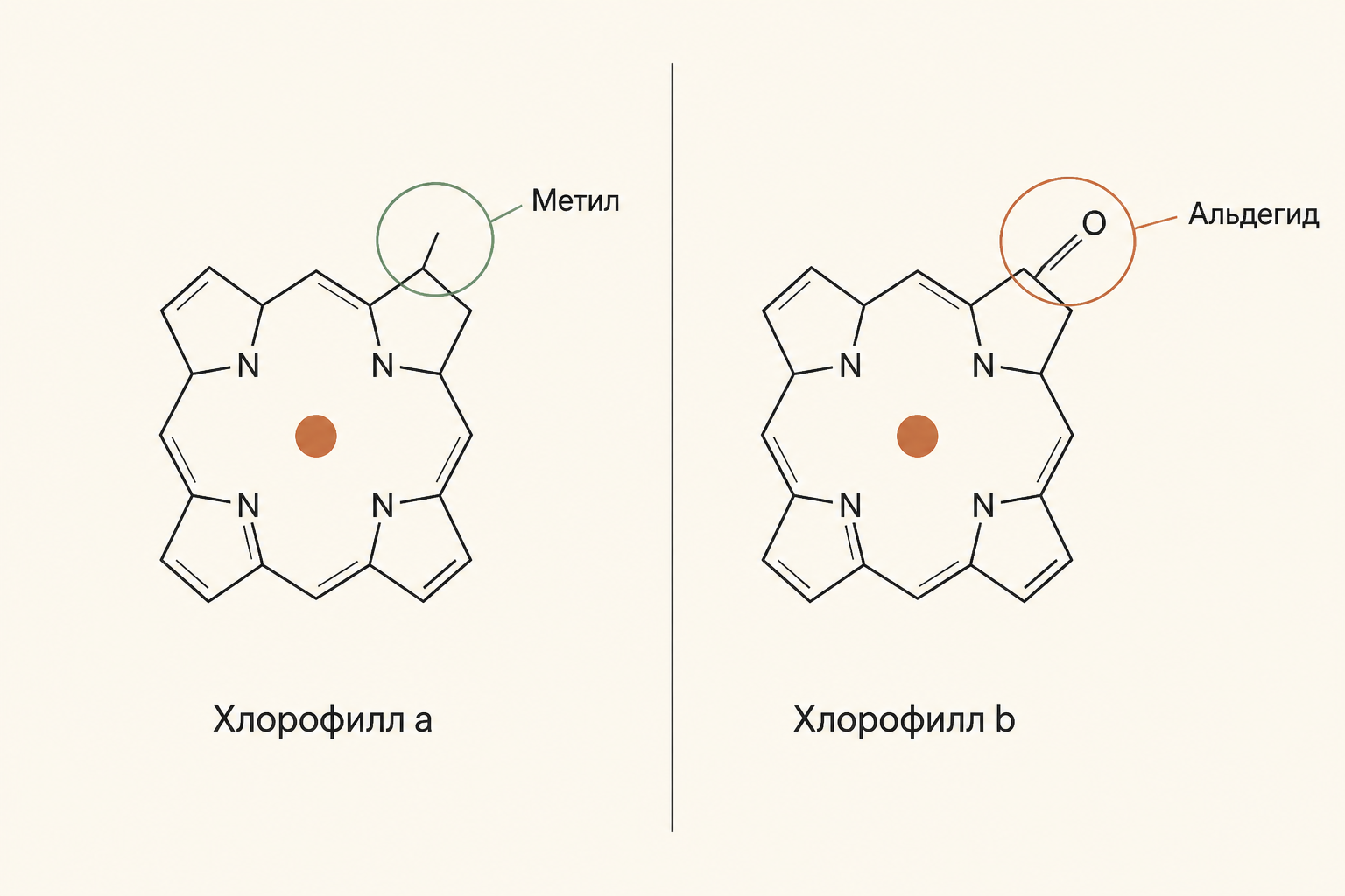 Сравнение хлорофилла a и хлорофилла b: метильная и альдегидная группа при седьмом углероде