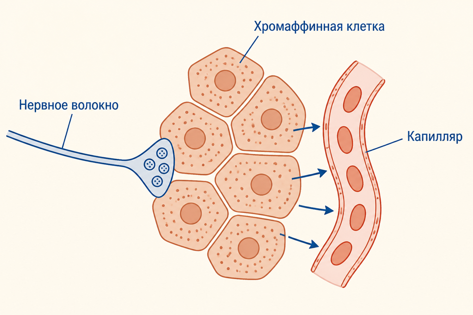 Схема мозгового вещества надпочечника с хромаффинными клетками и капилляром