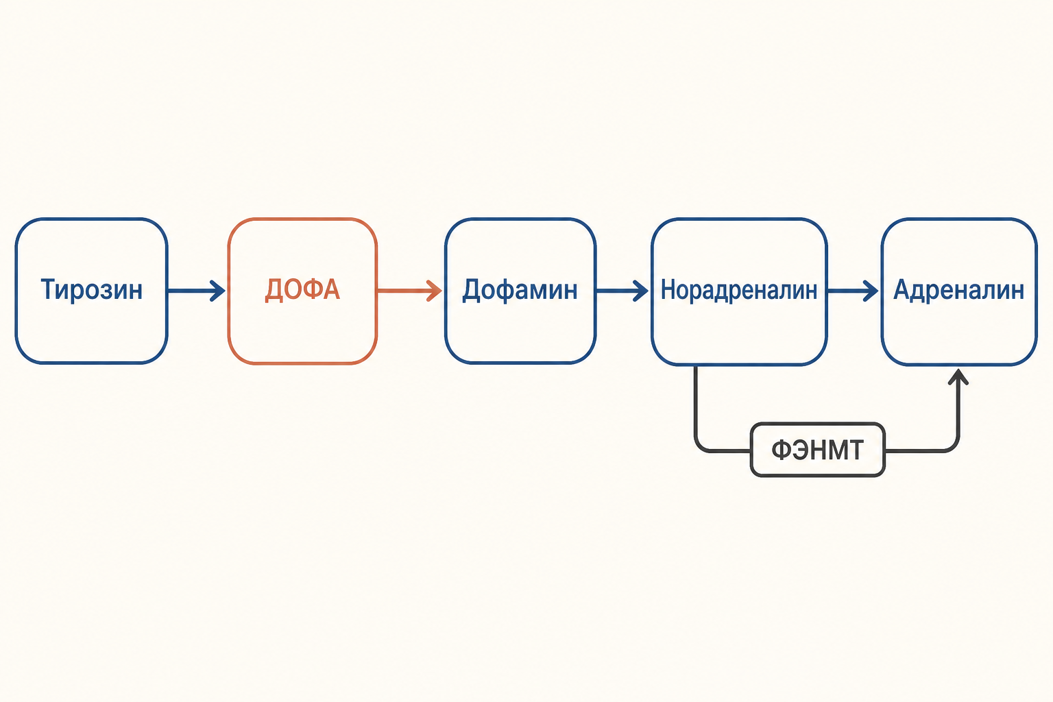 Схема синтеза катехоламинов от тирозина до адреналина