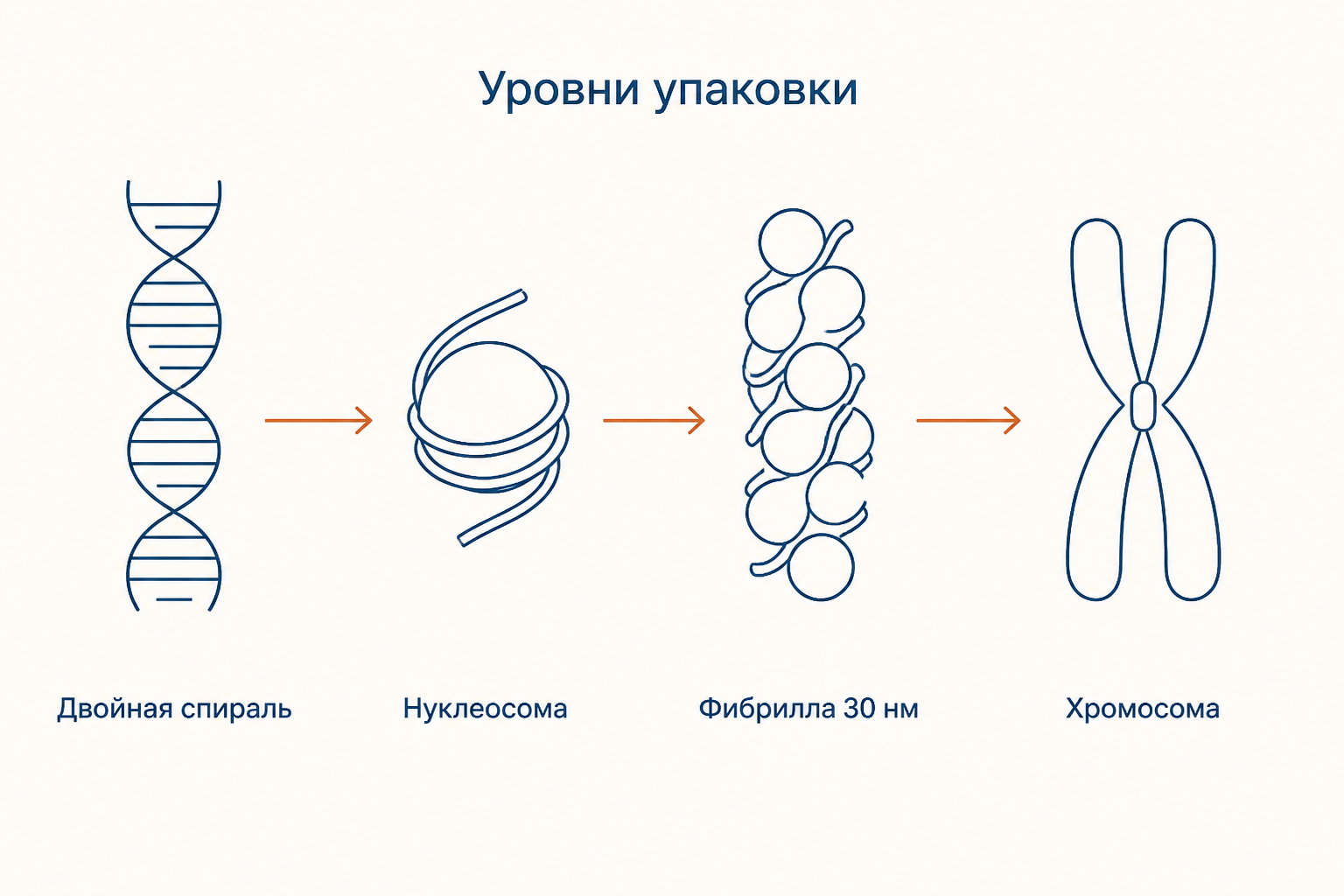 Уровни упаковки ДНК: двойная спираль, нуклеосомная нить бусин, фибрилла тридцать нанометров и метафазная хромосома