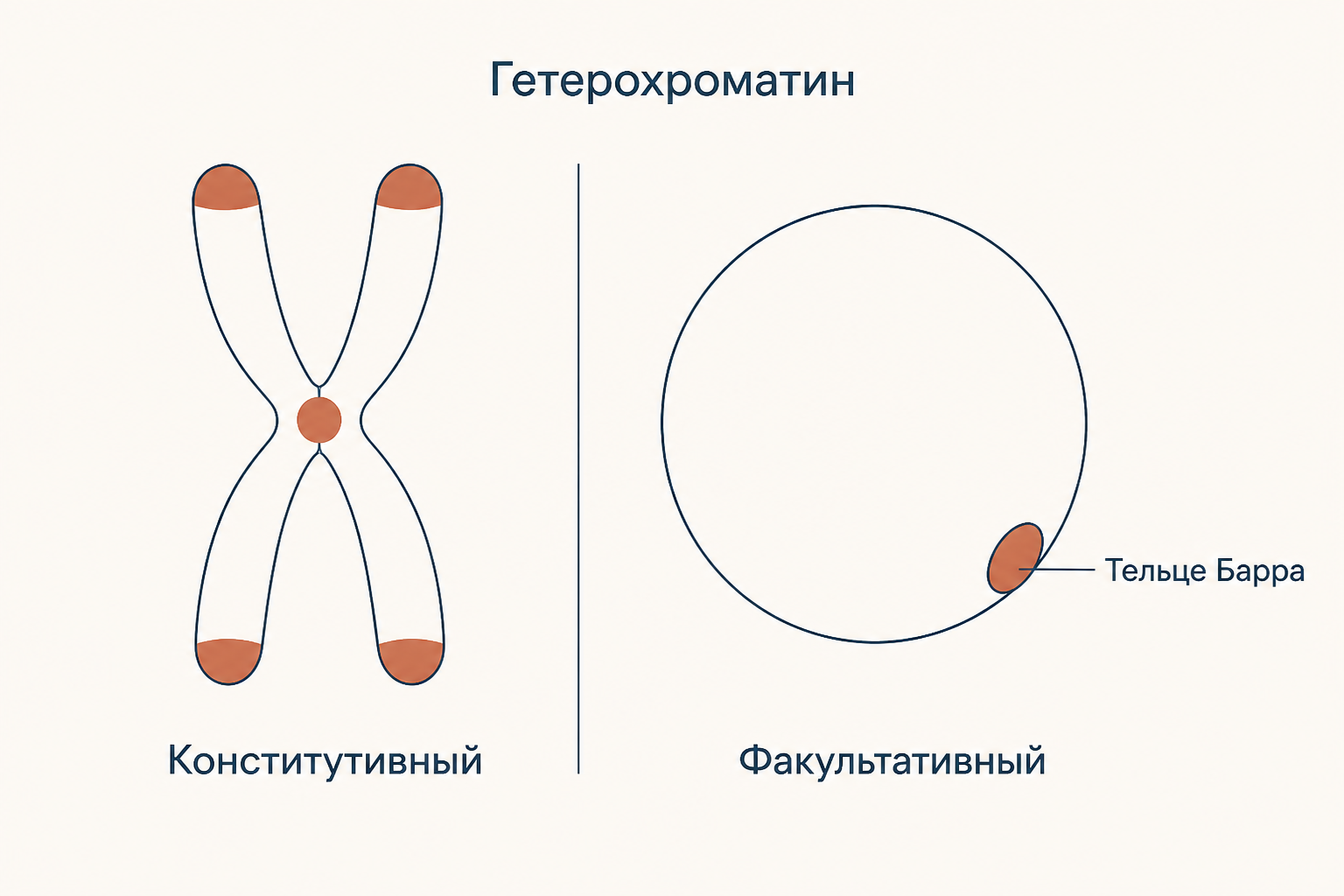Два типа гетерохроматина: конститутивный в центромерах и теломерах и факультативный в виде инактивированной X хромосомы