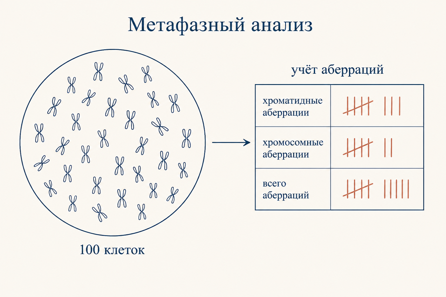 Метафазная пластинка под микроскопом и таблица подсчёта аберраций на сотню проанализированных клеток