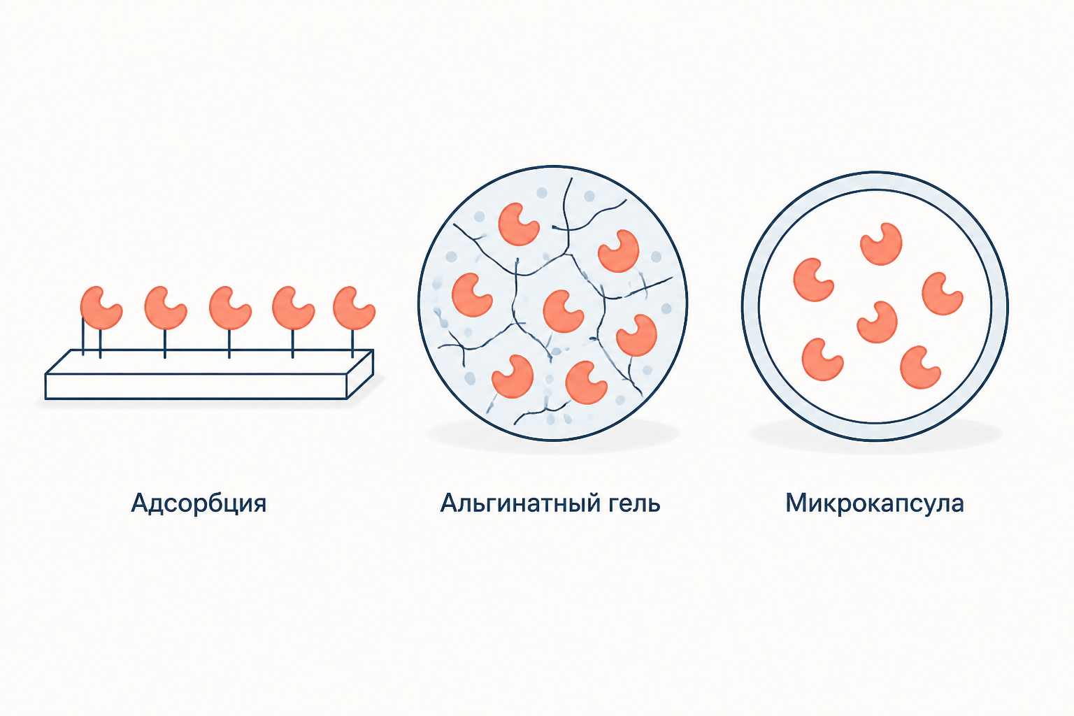 Сравнение закрепления фермента: белок на поверхности, внутри альгинатного геля и в микрокапсуле