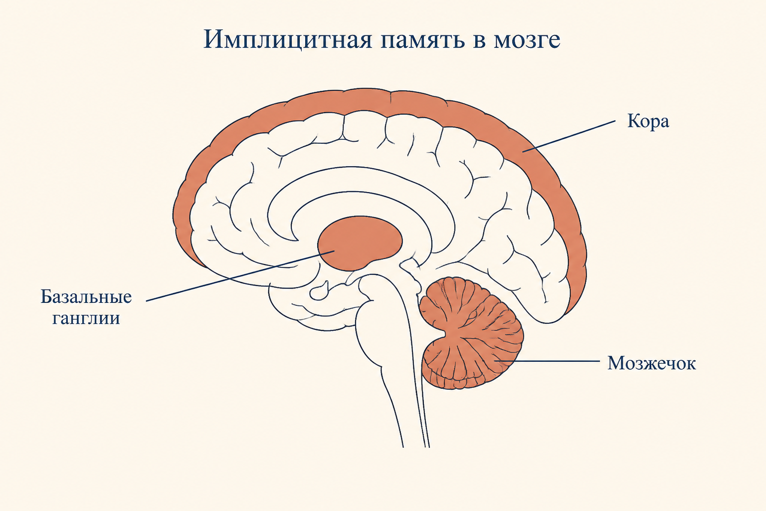 Схема мозга: зоны имплицитной памяти - базальные ганглии, мозжечок и кора больших полушарий