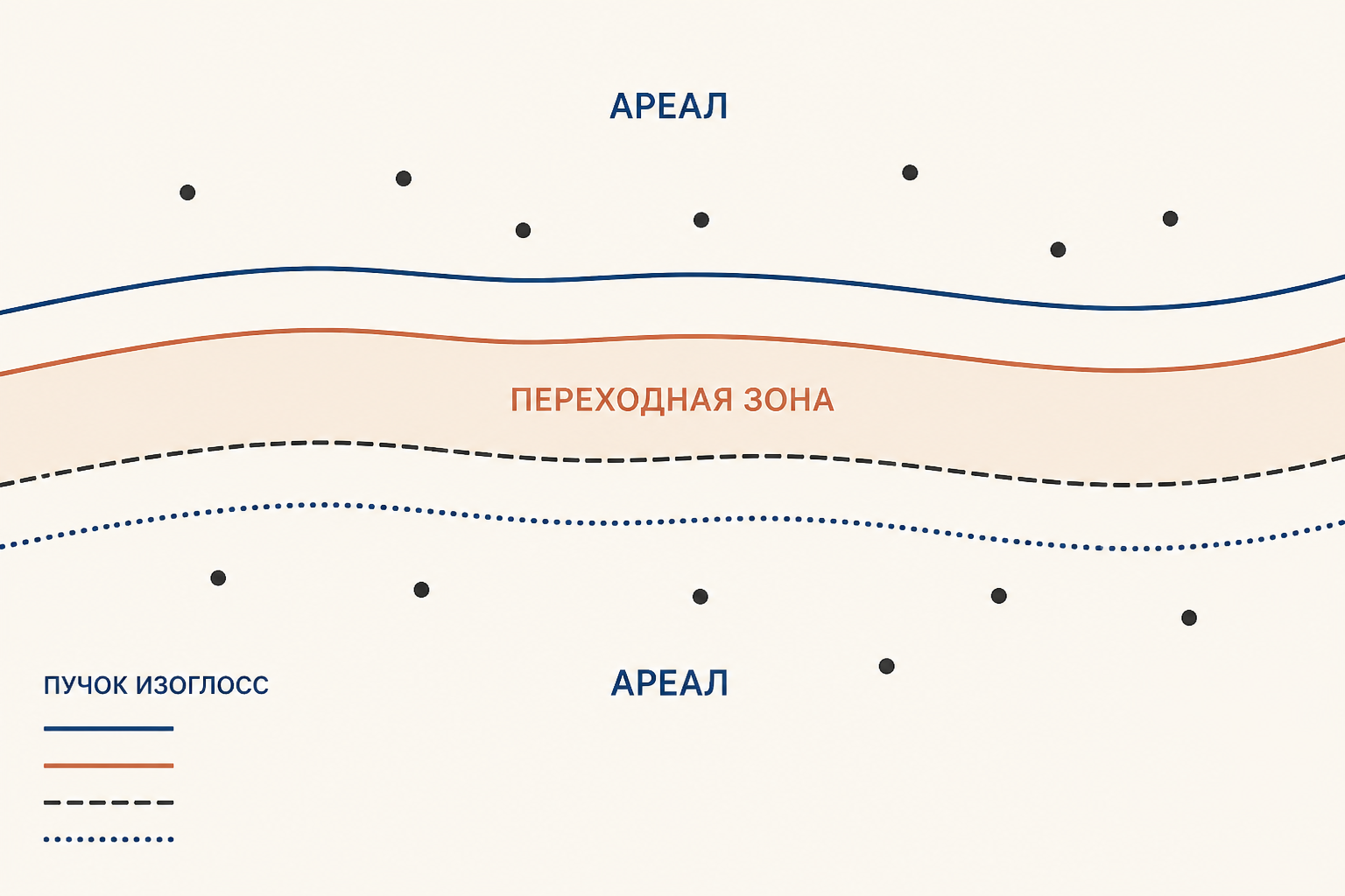 Схема пучка изоглосс: несколько близких линий образуют переходную зону между диалектными ареалами