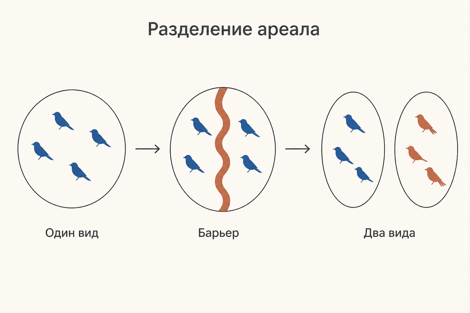 Три стадии разделения ареала: единый вид, географический барьер между частями ареала и два самостоятельных вида
