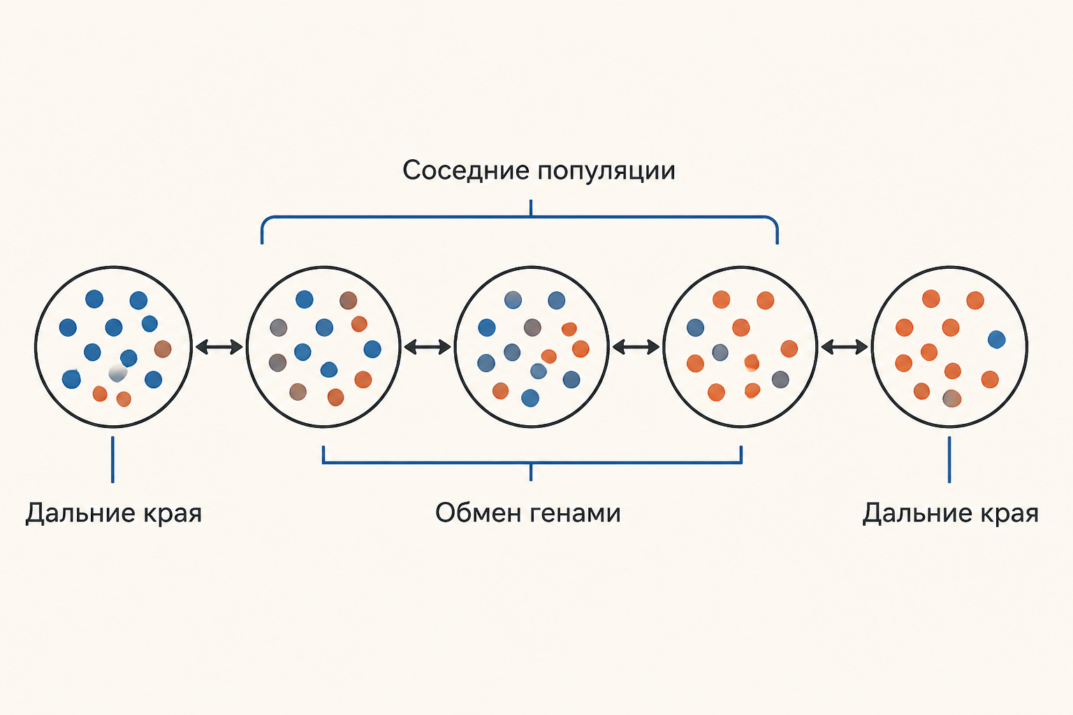 Схема непрерывного ареала: соседние популяции соединены короткими стрелками обмена генами, а дальние края различаются сильнее
