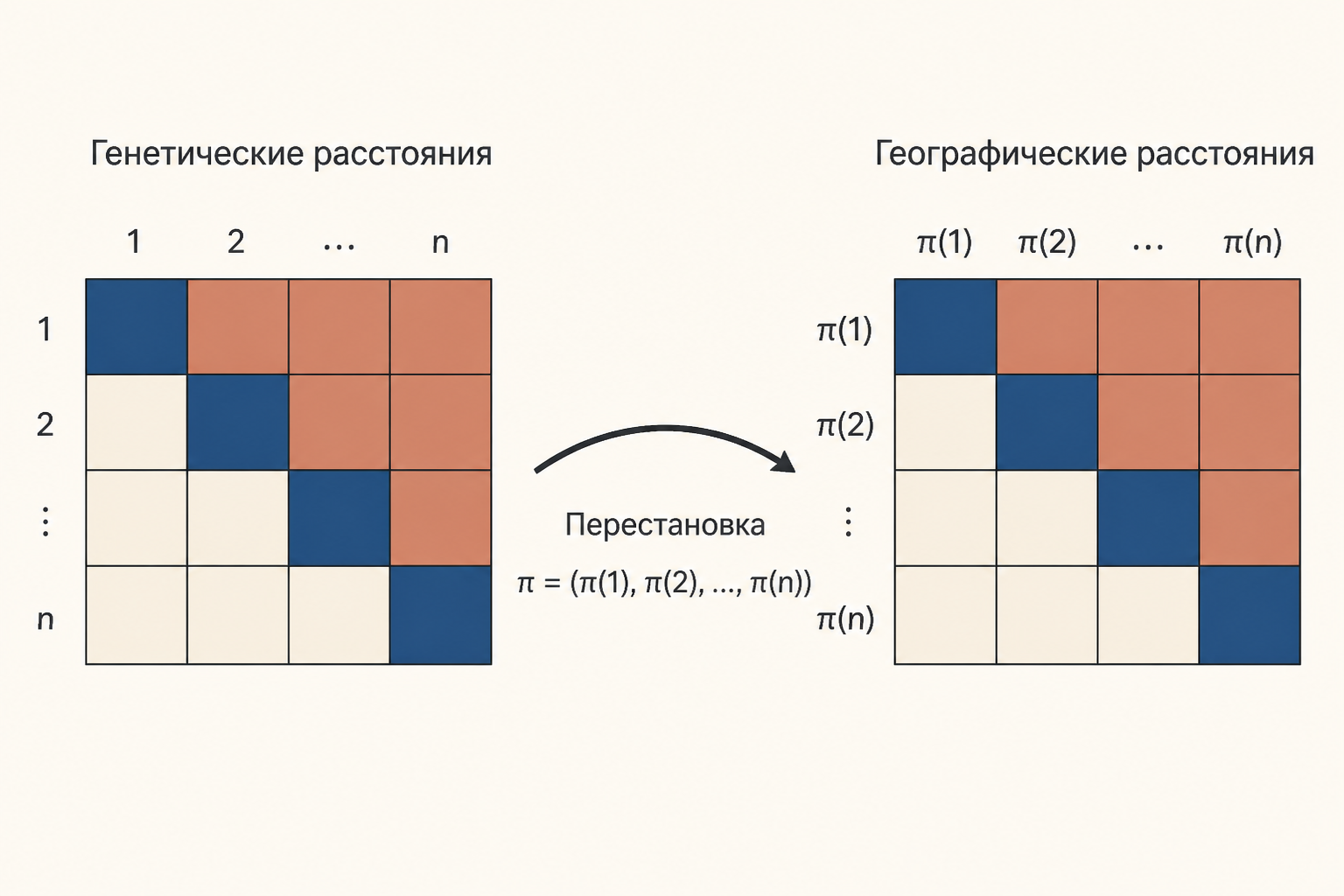 Две симметричные матрицы: географические и генетические расстояния между одними и теми же точками; стрелка показывает их сопоставление перестановочным тестом