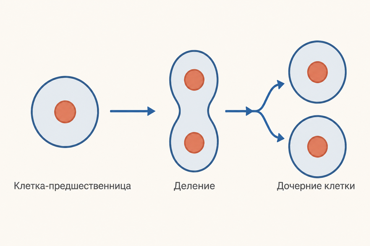 Схема клеточного деления: клетка-предшественница передаёт материал двум дочерним клеткам