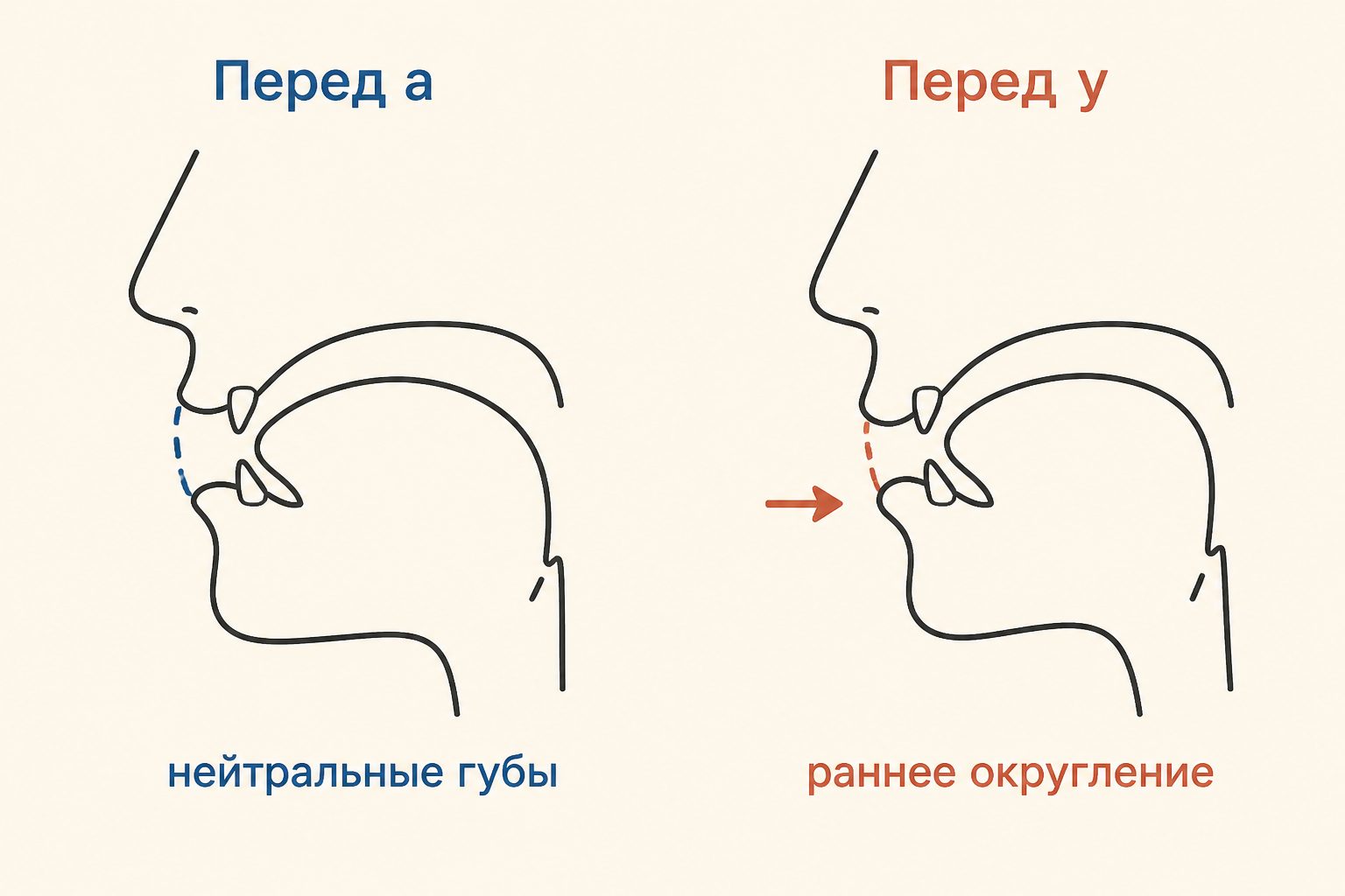 Лабиализация перед гласной: нейтральные губы у согласного перед «а» и раннее округление перед «у»