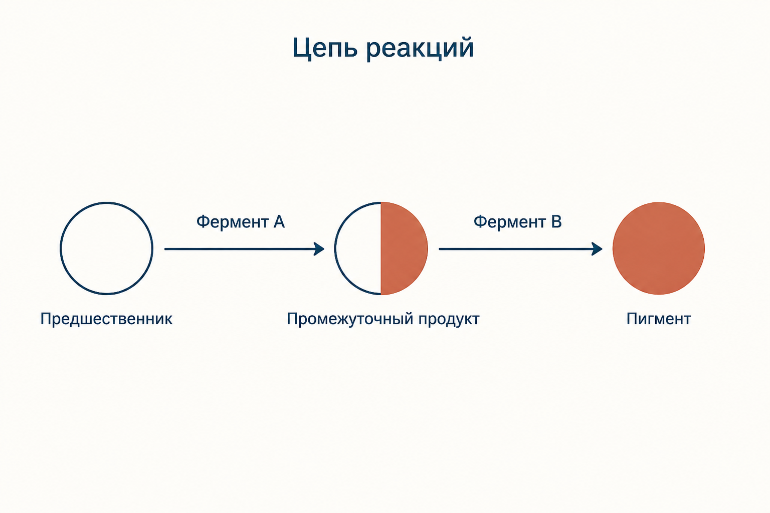 Цепь из двух ферментативных реакций: бесцветный предшественник превращается в промежуточный продукт под действием фермента гена A, а затем в пигмент под действием фермента гена B