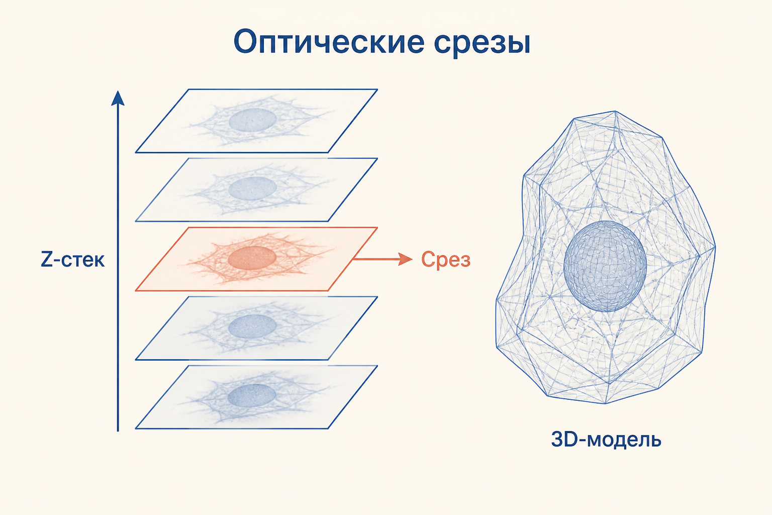 Z-стек из оптических срезов: выделенная плоскость проходит через клеточный образец, а серия срезов превращается в 3D-модель.
