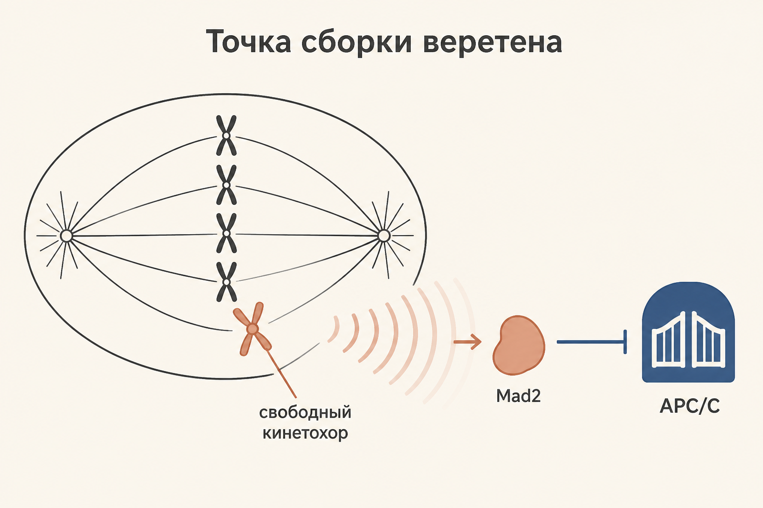 Точка сборки веретена: свободный кинетохор посылает сигнал через Mad2, и Mad2 блокирует комплекс APC/C