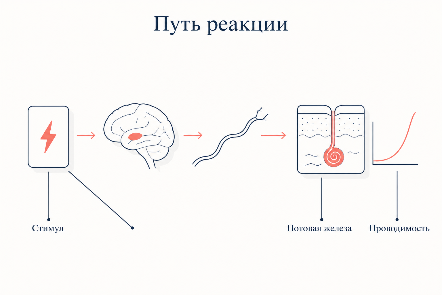 Путь кожно-гальванической реакции: стимул через миндалину и симпатические волокна доходит до потовой железы, проводимость кожи растёт