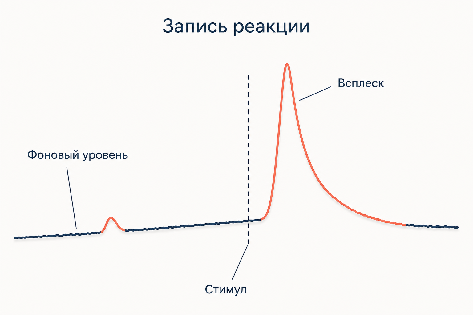 Кривая кожно-гальванической реакции: медленный фоновый уровень и быстрый всплеск проводимости после стимула