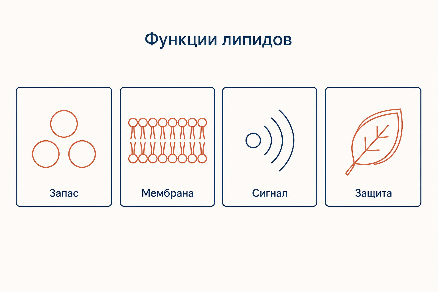 Четыре функции липидов в клетке: запас энергии, мембрана, сигнал и защитное покрытие