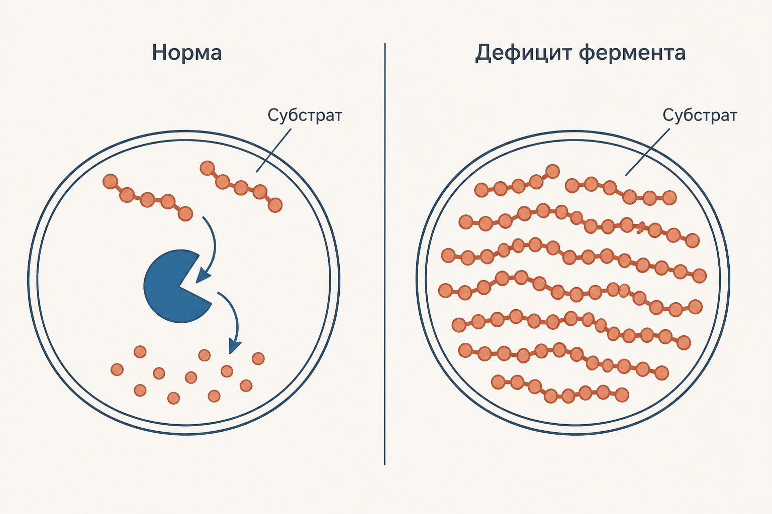 Схема: фермент расщепляет субстрат в норме, а при дефиците субстрат накапливается в лизосоме